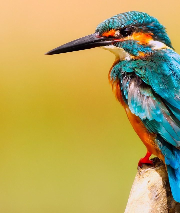 Ochrona ptaków i ich siedlisk – Dlaczego jest to tak istotne?