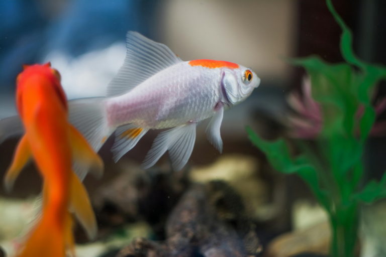 Zbiornik naturalny – jakie korzyści płyną z jego zakupu?