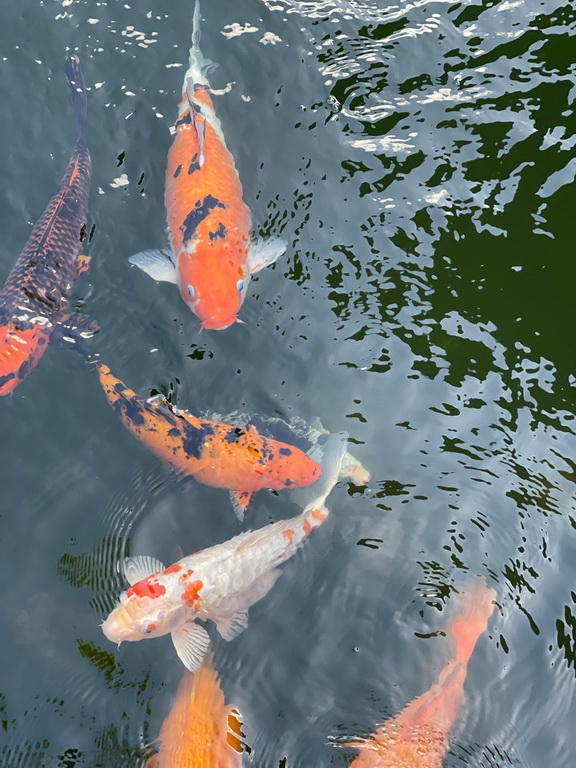 Narybek karp koi – legenda ogrodów wschodu w polskim oczku